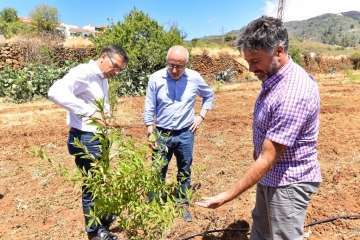 Plantación de 4.400 almendreros, nogales, higueras y olivos en Valsequillo (Foto TA)
